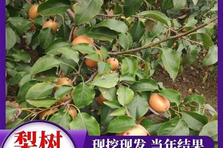第一年栽种的梨树,什么时候适合施肥？