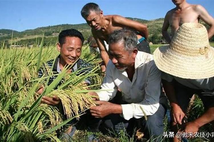 硅肥在水稻的作用及使用方法