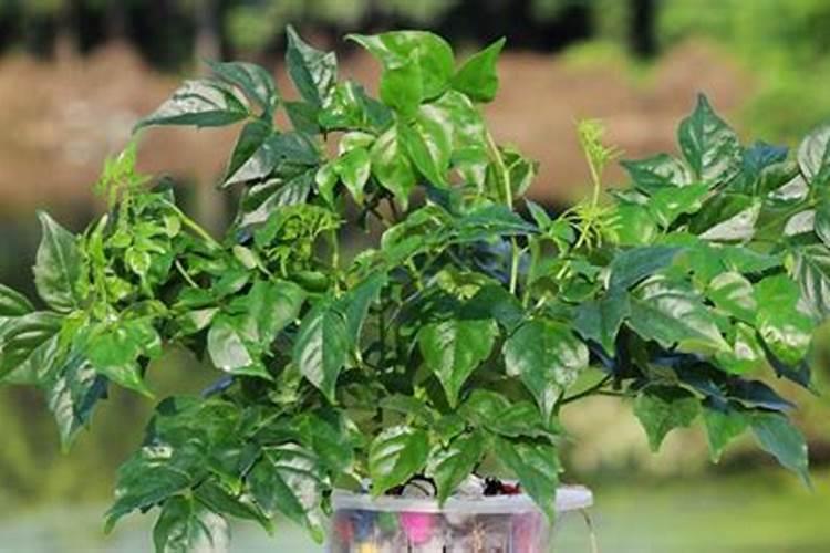 幸福树施什么肥最好施多了怎么办？