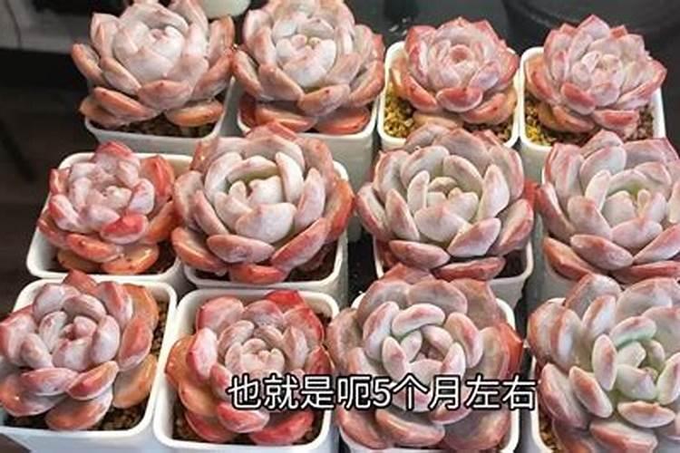 黄晶果白金一号缺点