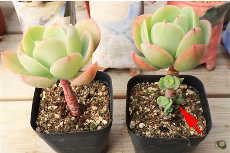 芸豆能打亚磷酸钾吗？