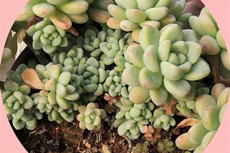 流体硼叶面肥能掺那个亚磷酸钾吗？