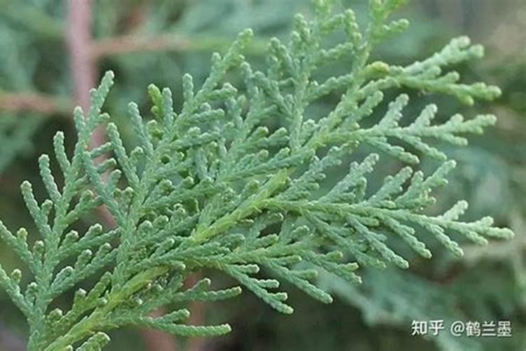 葡萄树叶变黄是什么原因怎么办？