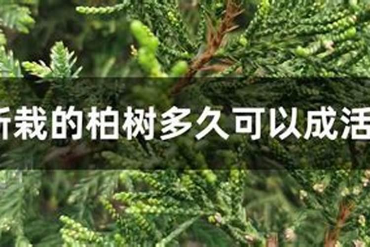 普通柏树盆景制作方法 技巧有哪些