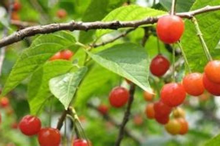 怎样施肥才能提高大樱桃的坐果率