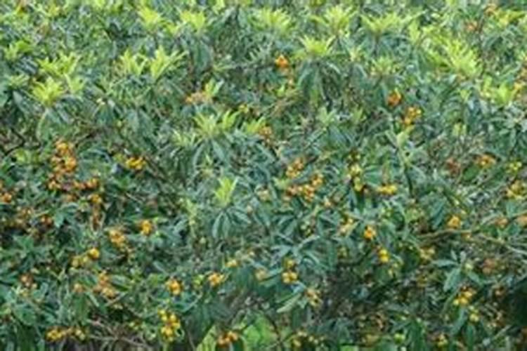 枇杷树每年分几个阶段施肥,每一个阶段该施什么肥？