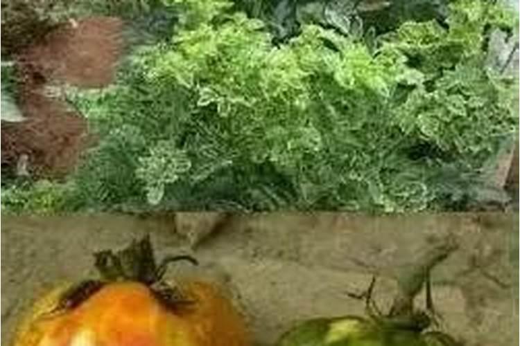 番茄病毒病症状与防治方法