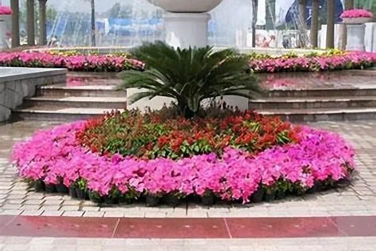 荔枝开花施什么肥