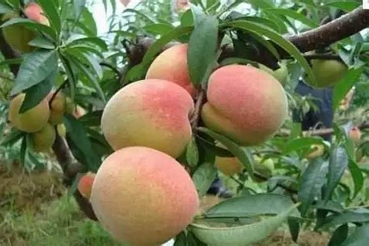 桃树对养分的需求有哪些？桃子膨果期用什么肥好？