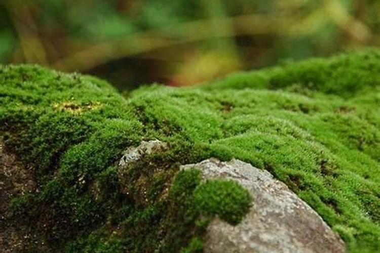 滴灌施用水溶肥时怎样才能起到最好的效果