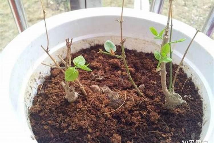 茉莉花施什么肥料长得好