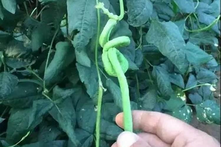 豇豆叶打什么叶面肥才变农绿色？