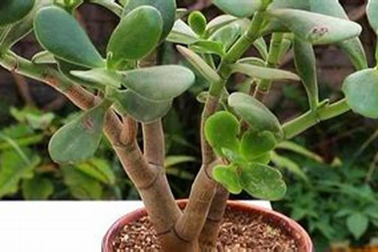 氨基酸水溶肥能和锌肥一起叶面喷施吗？