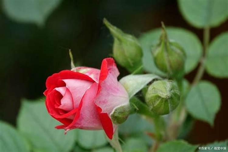 月季冒芽后如何施肥