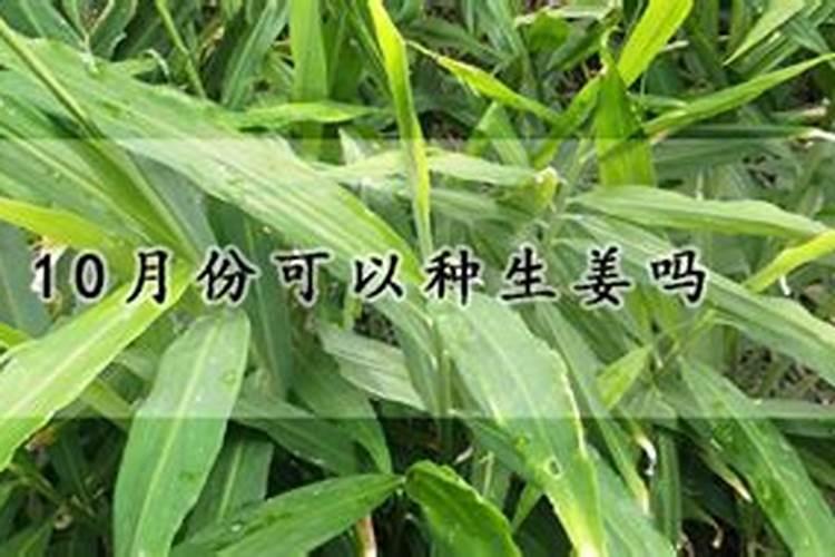 10月份可以种生姜吗 10月份能种生姜吗