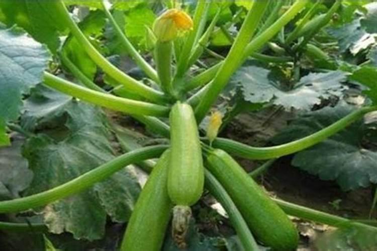 削好的菠萝可以放几天？