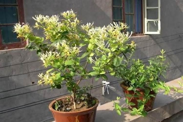 金银花枯死是什么原因