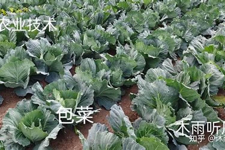 育的花菜白菜包菜苗出土后多少天可打点叶面肥？