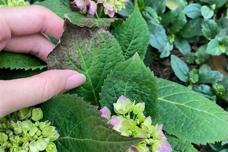 帮我看看我这个绣球花得了什么病？