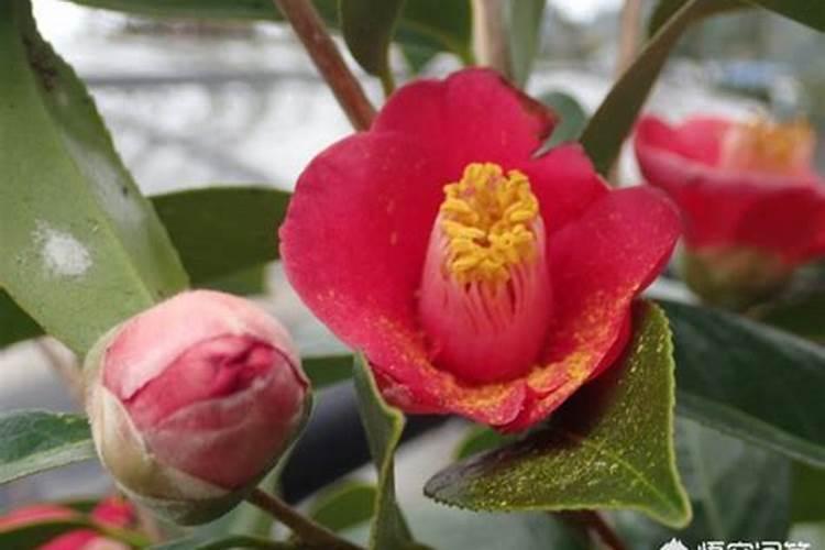 茶花育蕾期如何施肥浇水