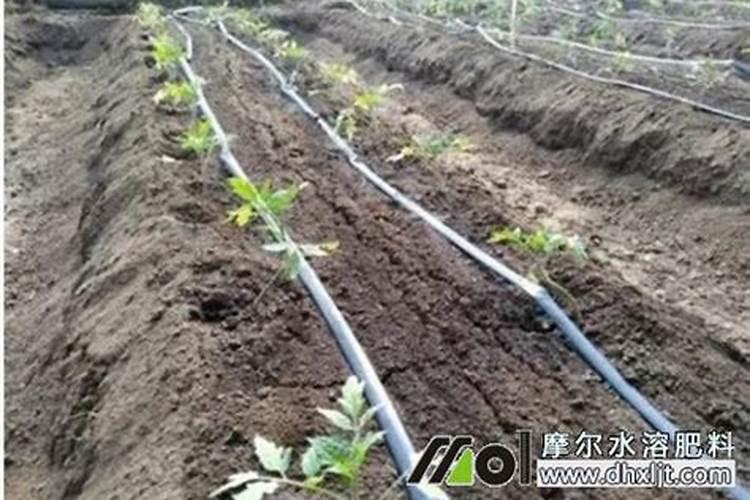 打顶后硼肥滴灌亩用量多少合适？