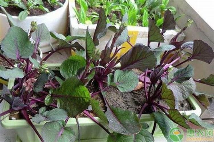 红油菜苔种植时间及有哪些方法？