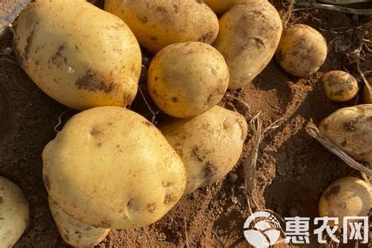 土豆促花保果根茎块膨大素？土豆用什么肥料产量高？