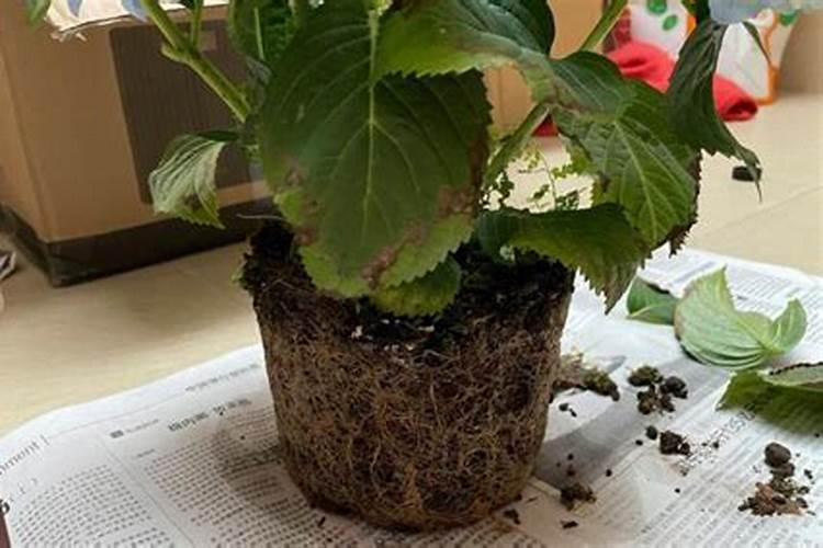 刚移栽绣球花怎么浇水