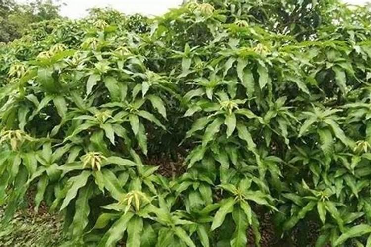 芒果催花方法 应使用什么药