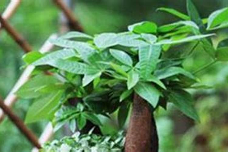 发财树绿萝稀稀拉拉？肯定是你没做到这一点!