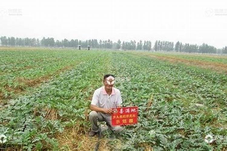 种西瓜用什么肥料好