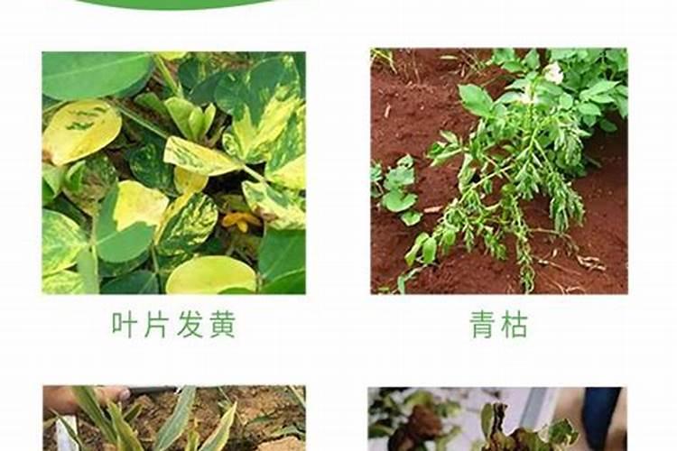 氮肥有哪些种类？
