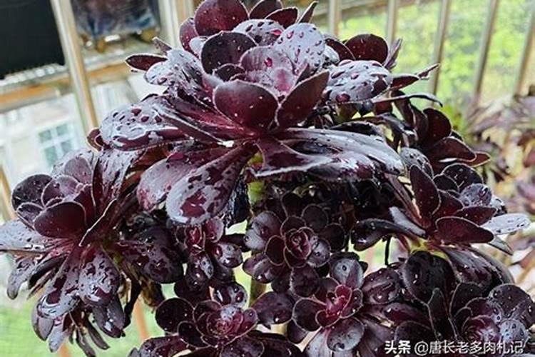 家中经常见的哪些东西是多肉的极品肥料？