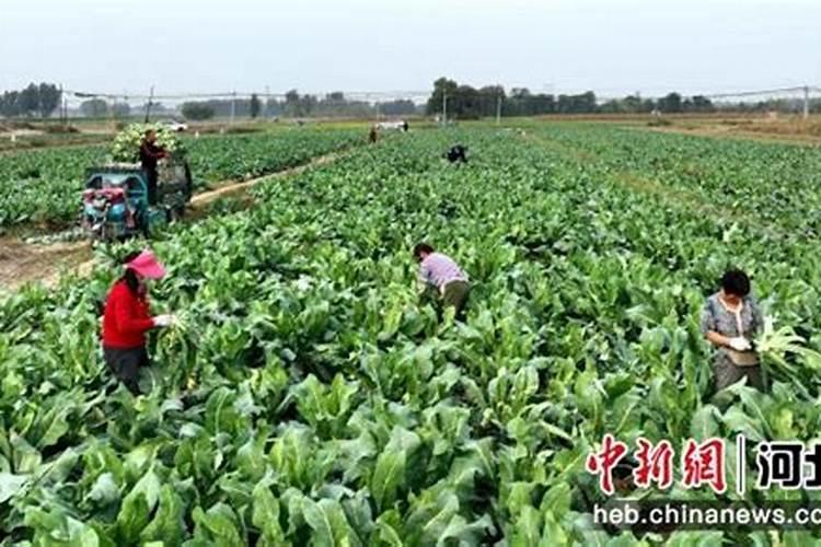 有机菜花用高钾高钙的冲施肥行吗？
