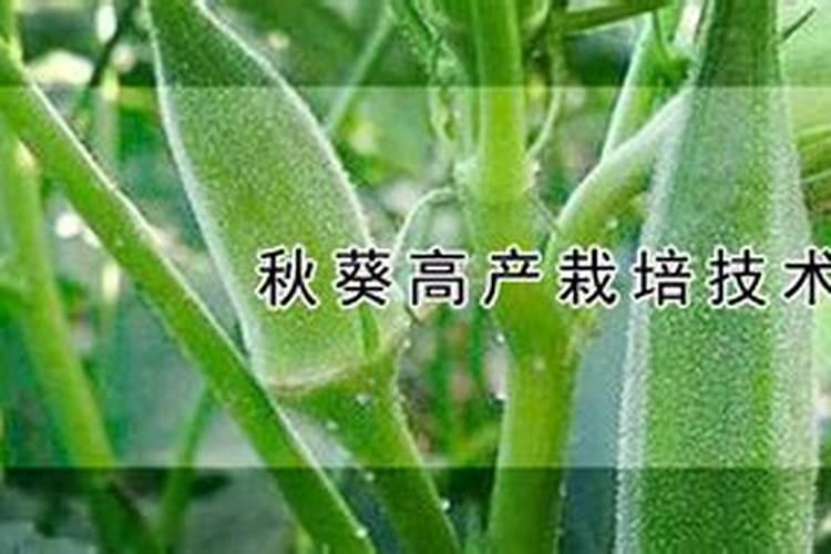 秋葵高产种植技术 秋葵怎么养殖比较好