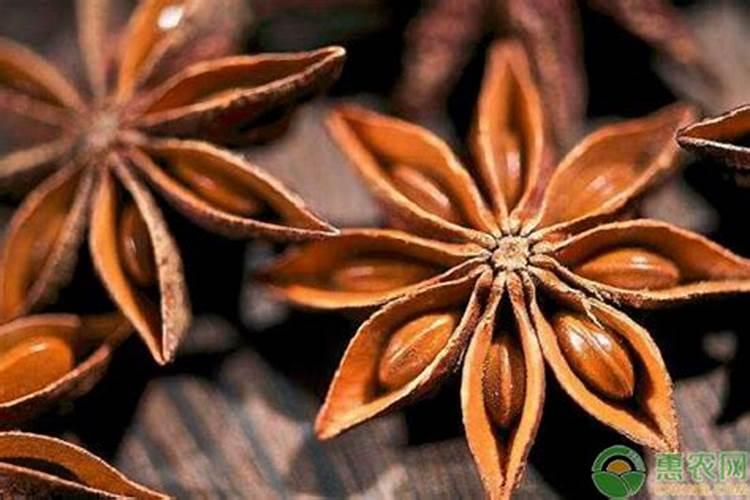 八角种下去多久放肥料