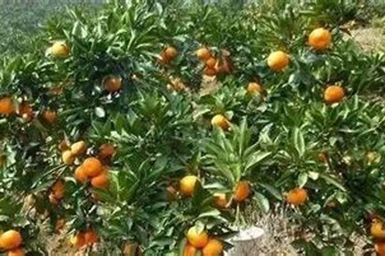 沙糖桔树壮果肥施用误区沙糖桔树种植方法