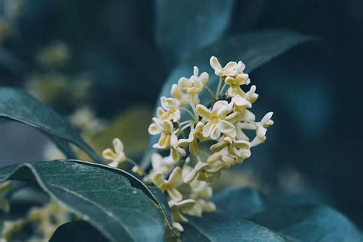 桂花树用什么肥好 花树生长会更好