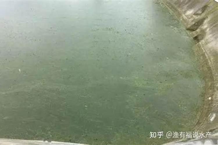 自家养螃蟹,有什么比较值得借鉴的养殖技术吗？