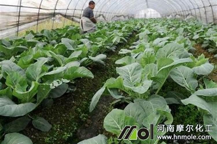 水溶肥冲施肥怎样用