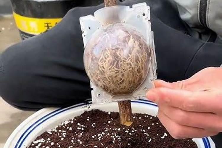 紫薇花树的种植方法和时间