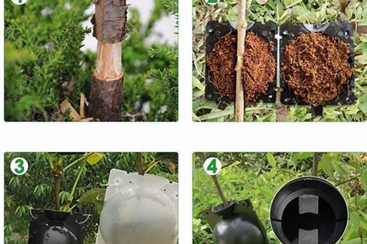 紫薇花树的种植方法和时间