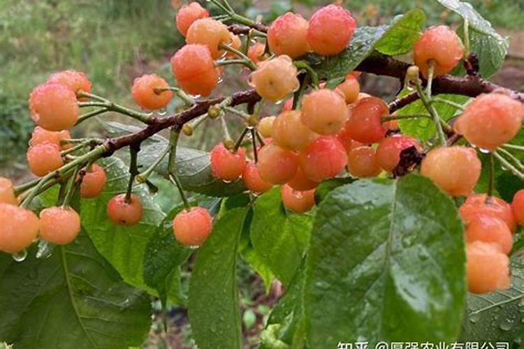 大樱桃什么时期用硼肥和磷酸二氢钾？请问大樱桃树什么时候打磷酸二氢钾...