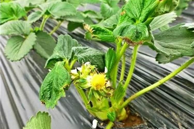 在种植过程中 草莓需要补钙吗 草莓缺钙怎么办用什么补钙最好