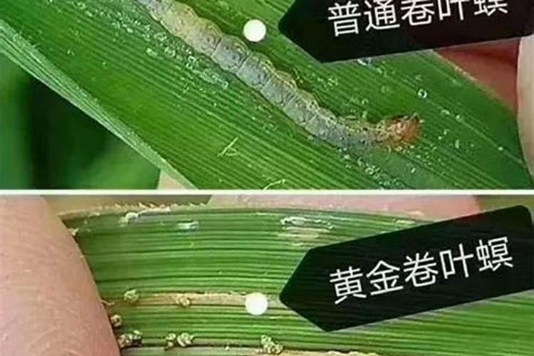 大棚种植玫瑰花冬季花瓣腐烂,嫩的花包也烂。是什么原因。求救。百度...