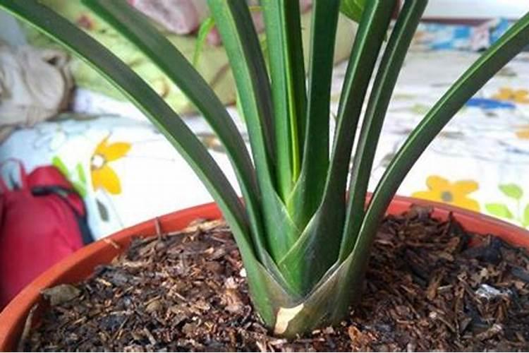 兰草怎么养,控水控肥控湿度,选好 植料很关键