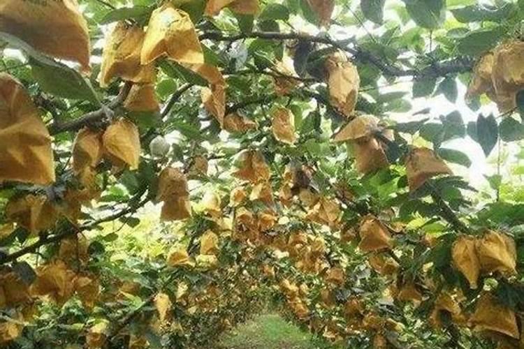 梨树的膨果期是什么时候 如何管理施肥