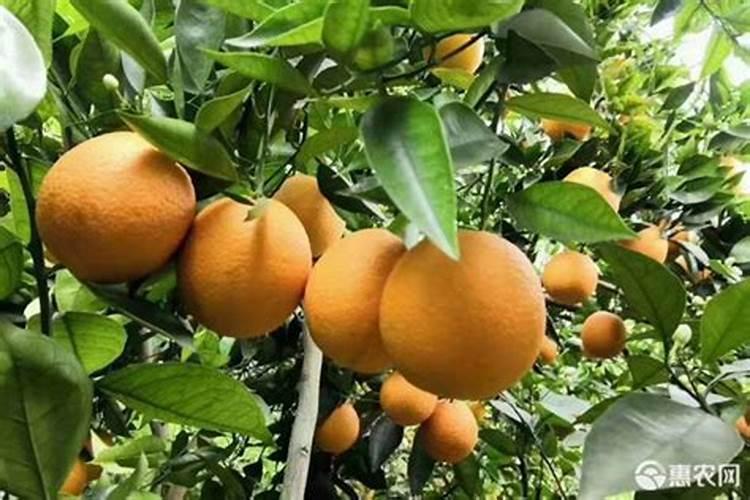 柑橘花芽分化用什么肥