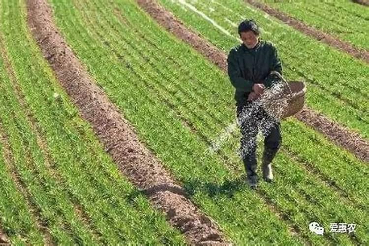 种冬小麦什么时候施底肥 选择哪些肥料好