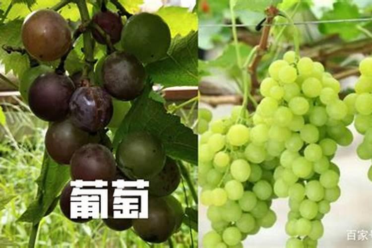葡萄树用什么肥料长得快